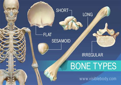 7.6.3: Bone .